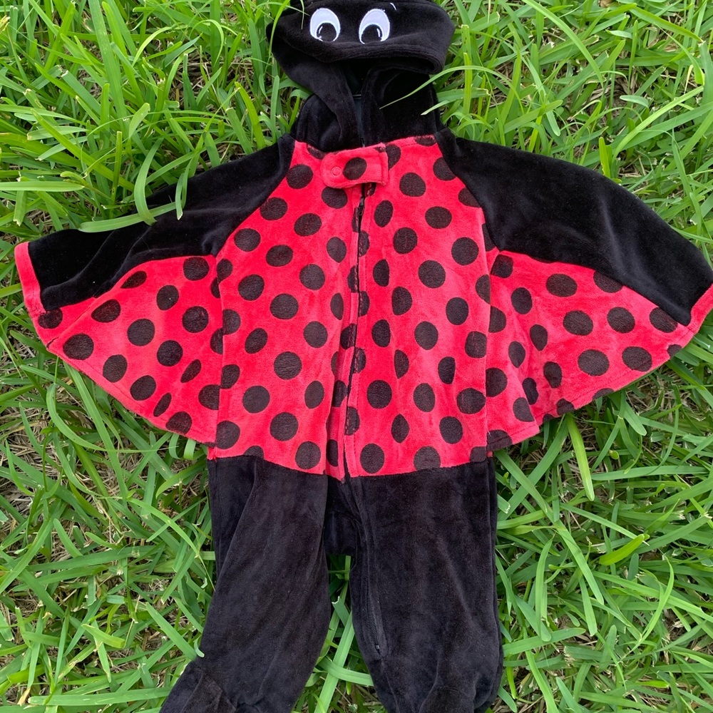 Ladybug - Picture 1 of 2